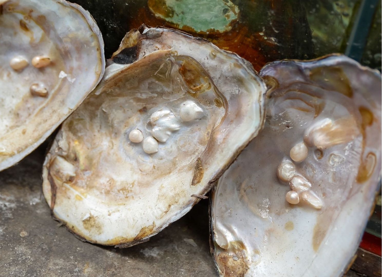 Pearls - the most sustainable gems